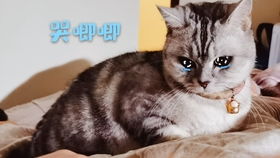  一个逼疯干饭人的猫猫吃播关于我觉得我家干饭不积极的猫猫脑子有问题