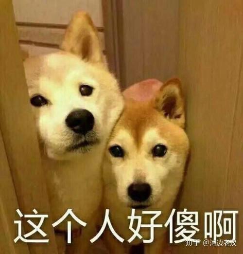 摸摸不哭的表情包大冰