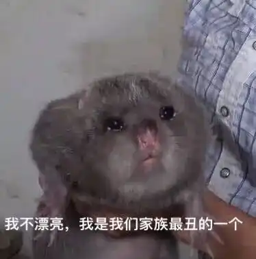  漂亮狂魔华农兄弟我笑到头掉