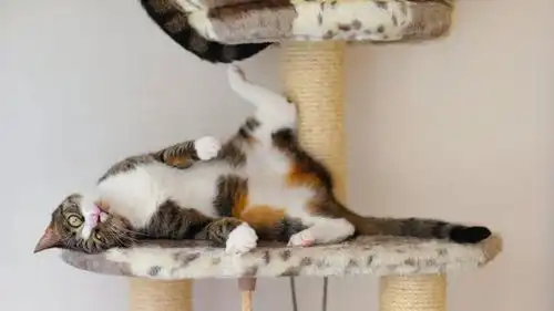  对于猫的误解,猫是肉食动物,猫也不是色盲