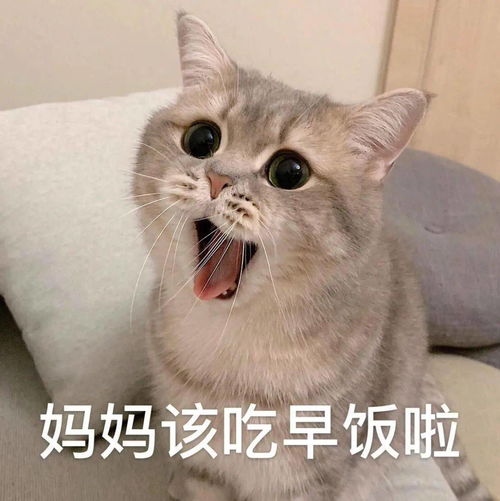  沙雕表情你在教我做事