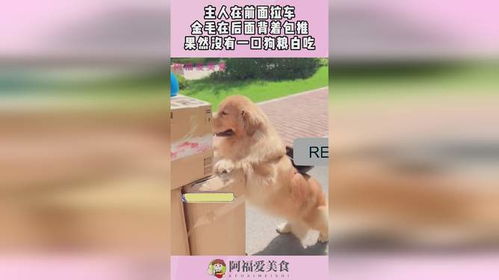  主人在前面拉车,金毛在后面背着包推,果然没有一口狗粮白吃