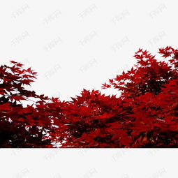  红色枫叶美景素材图片免费下载高清装饰图案png千库网图片编号5475927