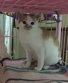 可爱喵咪表情包猫猫