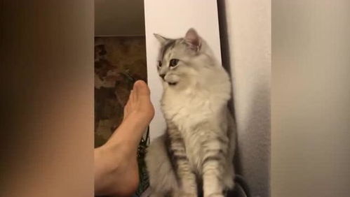  猫闻到主人的脚后表情太搞笑