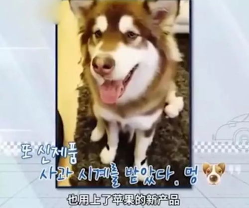  韩国人气节目王思聪有钱,太有钱了嘉宾们的表情都亮了