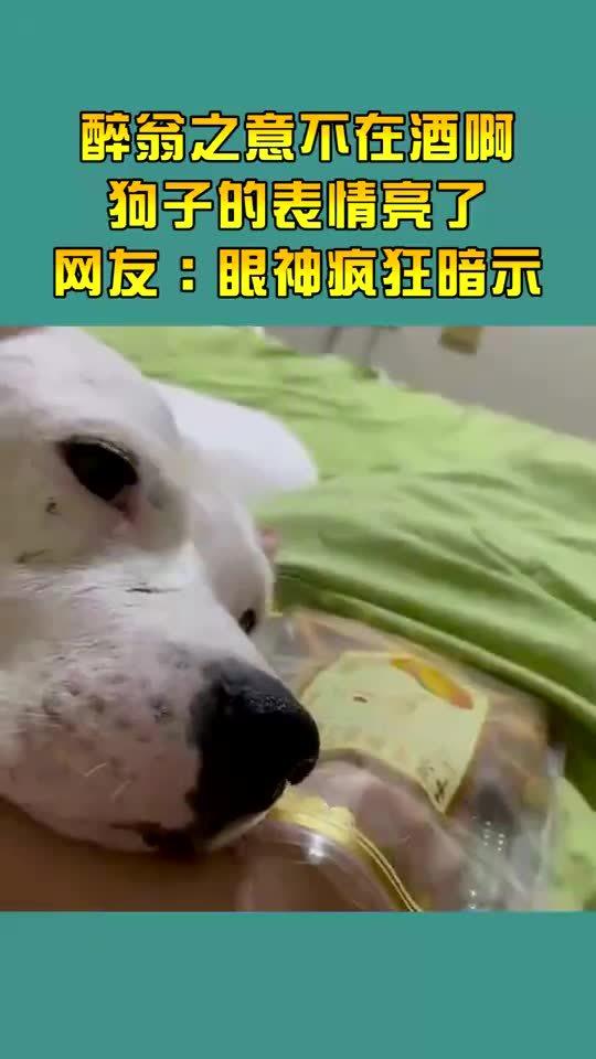  醉翁之意不在酒,狗子的表情亮了,网友眼神疯狂暗示