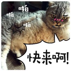  心机小猫蹲守超市,骗吃骗喝毫无节操,甚至还骗到了一个家