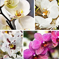  兰花蝴蝶兰白色紫色拼图图片设计素材高清模板下载7.63mb植物花卉装饰画大全