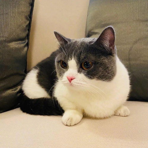 微信头像女士专用猫咪好