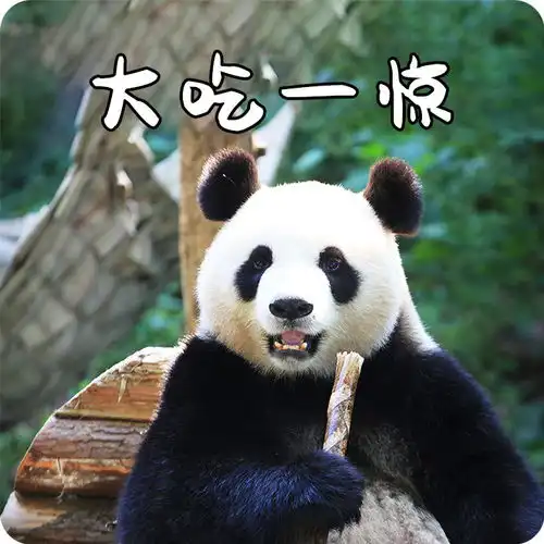  我的大熊猫表情包分你一点