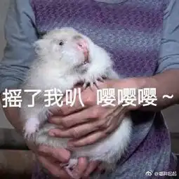  卖竹鼠是什么梗竹鼠表情包华农兄弟合集大全