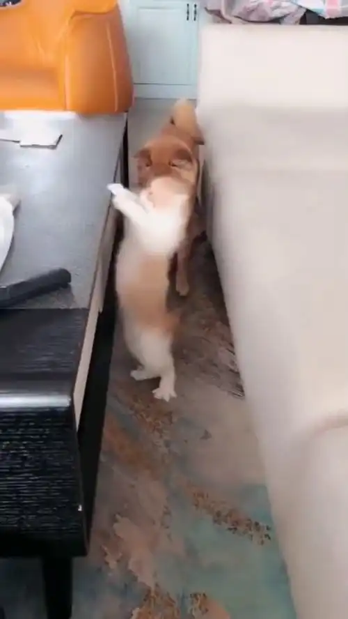  猫咪是看到小柴犬害怕了吗明明能跳过去的,却这样摔下来了
