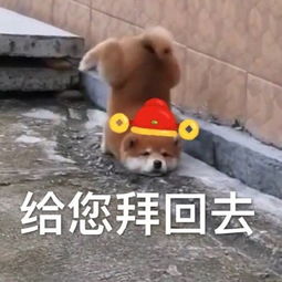  给您拜年啦表情包