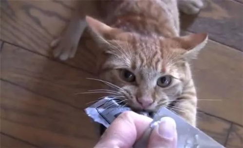  橘猫被没收小鱼干气得发狂,揪住路过猫咪一顿揍,给人家打懵了