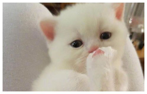  猫咪想偷吃被主人训,委屈巴巴的小表情亮了,猫我就吃一点点