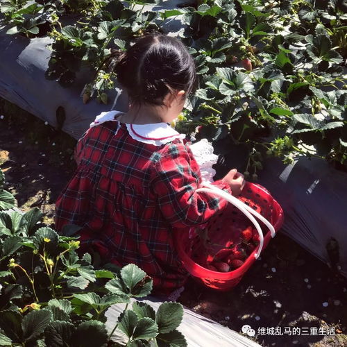  摘草莓的小女孩