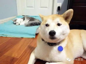  表情超委屈的狗狗,床被猫咪抢走有苦说不出