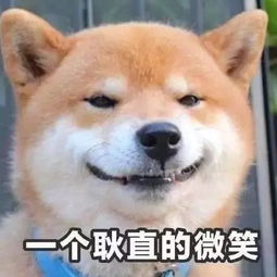 微信头像女生可爱小狗咬