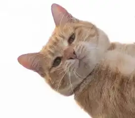 打滚表情包猫猫头像