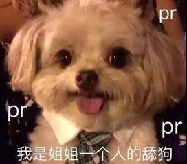  狗都开始撸猫了,这动作让铲屎的都汗颜