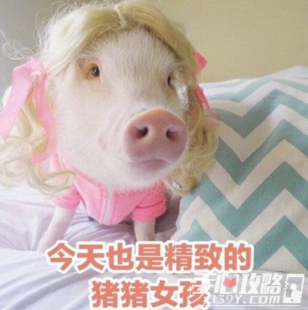 精致是什么梗
