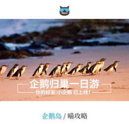  墨尔本企鹅岛一日游24人精致小团邂逅萌神企鹅月光动物园丘吉尔农场中文英文可选