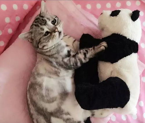 委屈猫表情包大全自首
