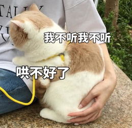  傲娇猫咪表情包生气了,哄不好的那种