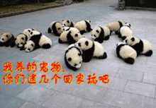  qq表情搞笑qq表情动物图片送你们宠物了