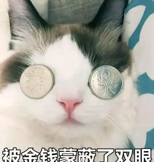  快来人啊这里有喵在聚众吸猫薄荷