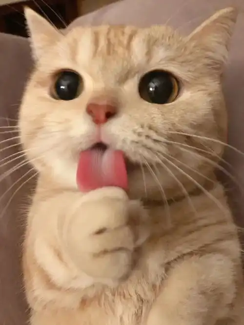  我宣布这只猫承包了我一年的头像和表情包全网最萌小猫咪我不允许你还不知道