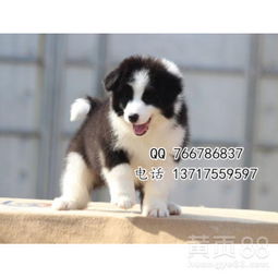  北京边牧犬多少钱北京纯种边牧犬价格边牧犬图片-黄页88网