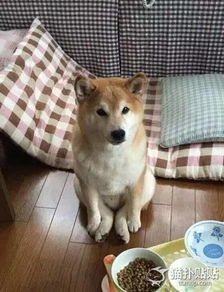 狗粮 表情包汪星人