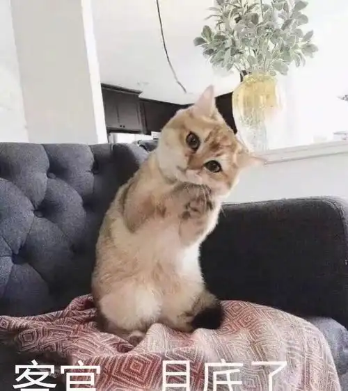  不是亲生胜似亲生,全心全意照顾别人家小孩的猫保姆,母爱爆棚