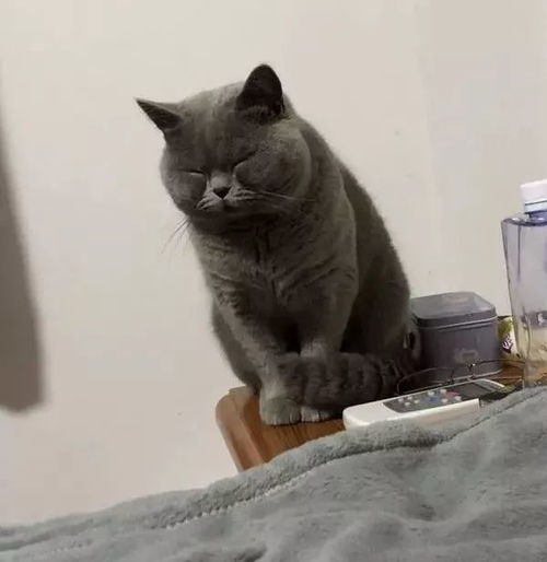  晒猫日丨当猫眯眼之时,便是崩坏之日