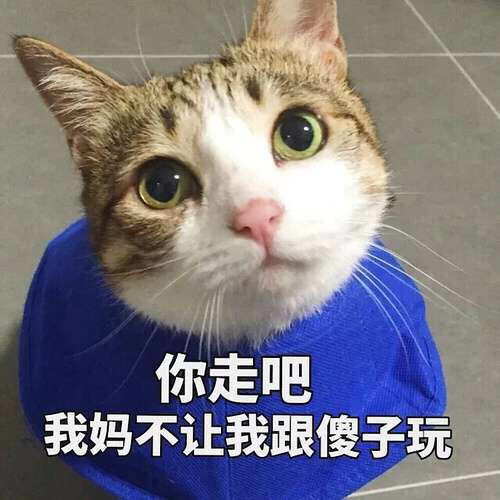  晚安早报的相册看猫片