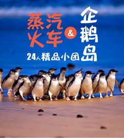  墨尔本蒸汽火车企鹅岛一日游诺比司角巧克力工厂maru动物园