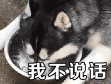  萌宠表情包i光天化日之下竟然撒狗粮