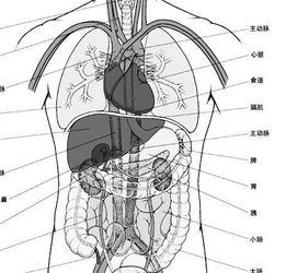  人的五脏六腑分布图型是怎样的啊最好有图片解释或者是医学剖面图