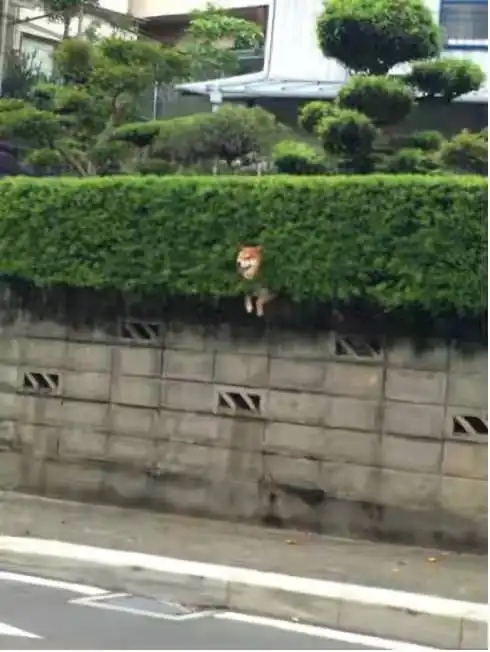 柴犬跳表情包树篱
