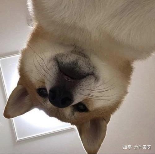 微信头像女生可爱小狗情