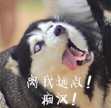  二哈表情包