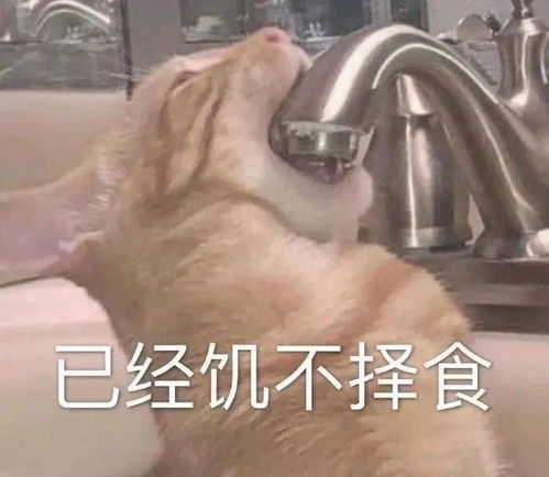  表情包防狗粮伞