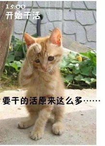 猫咪恶搞表情包上班族