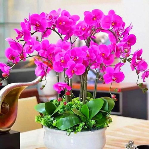  家里必养的5种盆栽,每种都超美,看多久都不会厌倦
