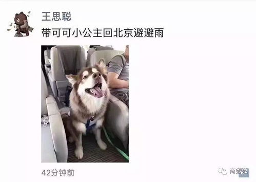  王思聪花100万寻狗王可可的日常开销可不止这些...