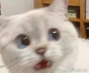  爷童回笑闹元宵猫和老鼠大电影定档2月26日