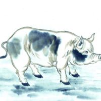  每周生肖运势5月21日5月27日