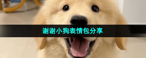  抖音谢谢小狗表情包有哪些谢谢小狗表情包分享咖绿茵手游站
